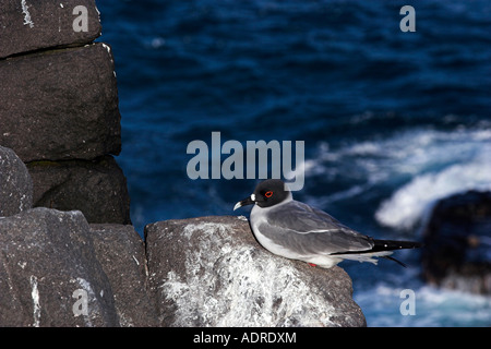 [Swallow-tailed Gull] [Creagrus furcatus] perché sur le bord de la falaise au-dessus de la mer, l'île d'Espanola, [Îles Galapagos], Équateur Banque D'Images