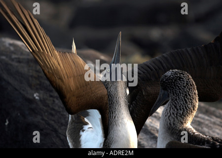 [Blue-footed Booby] [Sula nebouxii excisa] parade nuptiale, [Close up], [l'île Espanola, îles Galapagos, Equateur] Banque D'Images