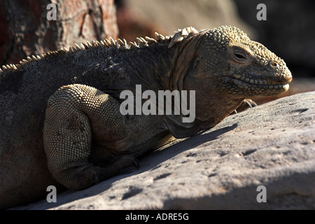 'Santa Fe' [terre] [Iguane Conolophus pallidus] bain de soleil sur la roche, 'close up', 'Santa Fe' Island, îles Galapagos [], Équateur Banque D'Images