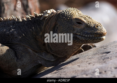 'Santa Fe' [terre] [Iguane Conolophus pallidus], 'close up', 'Santa Fe profil' Island, îles Galapagos [], Équateur Banque D'Images