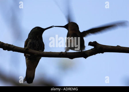 [Deux Buff-tailed Coronet [Boissonneaua flavescens Colibris]] perché sur branche d'arbre, silhouette, Equateur Banque D'Images