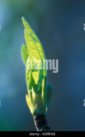 L'ouverture de feuille de figuier (Ficus carica) au printemps Banque D'Images