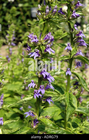 Grand Bleu Lobelia Lobelia syphilitica Banque D'Images