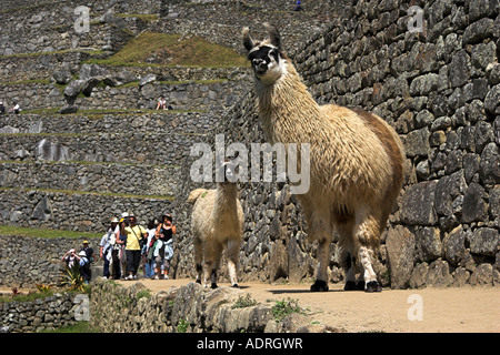Les lamas Machu Picchu [Lama glama], les animaux et les touristes à marcher le long de l'ancienne terrasse en pierre ruines Inca, Pérou, Amérique du Sud' Banque D'Images