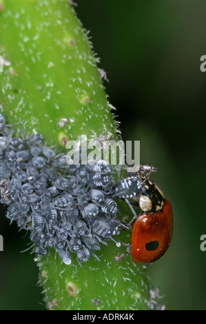 Ladybird manger les pucerons sur un buisson de sureau Banque D'Images