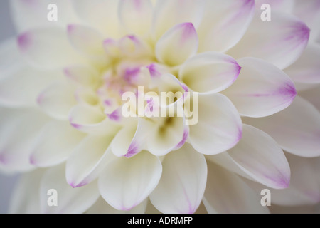 Photo macro de la fleur de Dahlia de Dinnerplate blanche avec pétales aux bords lilas Banque D'Images