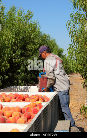 La récolte de pêches mûries ferme Prunus persica dans un verger de pêchers en Californie près de Reedley Hallows Banque D'Images