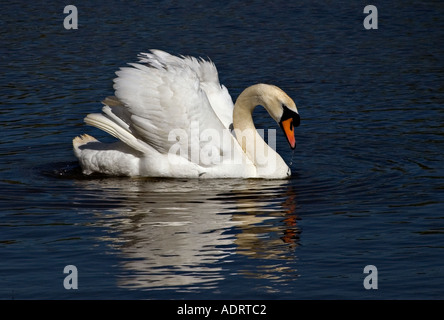 Un cygne muet en fin d'après-midi à partir de la coulée de l'eau potable en réflexions bec eau bleu profond Banque D'Images