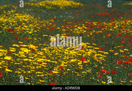 Beau mélange de Corn Marigold et coquelicots Banque D'Images