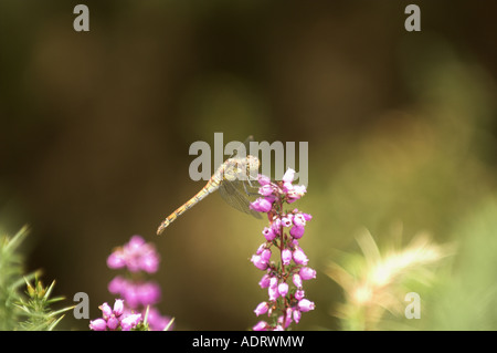 Libellule sympetrum femelle striolatim dard commun reposant sur Heather Bell dans l'habitat Heatland Banque D'Images