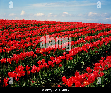 Rangées de tulipes en fleurs s'étendent à l'horizon dans la vallée de la Skagit de Washington au printemps Banque D'Images