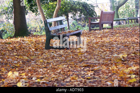 Banc de parc en automne Banque D'Images