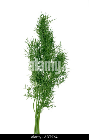 Aneth herbes sur fond blanc lat. Anethum graveolens Banque D'Images