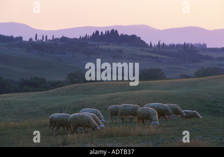 Moutons sur les terres agricoles de la Toscane Italie Banque D'Images