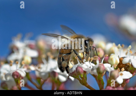 L'abeille Apis mellifera européenne la collecte de nectar Banque D'Images