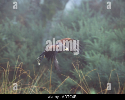 Hawk Parabuteo unicinctus Harris Banque D'Images