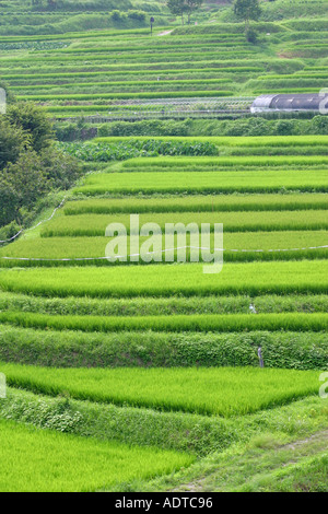 Les rizières en terrasses verte baignée de soleil de l'après-midi village Asuka en Asie Le Japon rural Banque D'Images