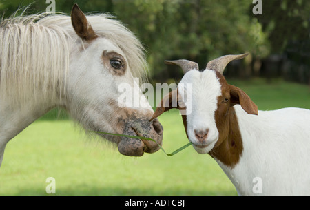 Cheval miniature et chèvre mangeant même morceau d'herbe Banque D'Images