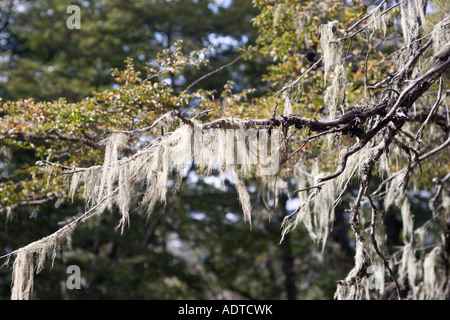 Barba de viejo (old man's beard). Usnea barbata. Le lichen. Treemoss. Banque D'Images