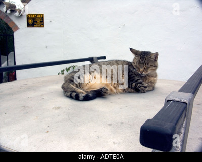 Tom Tabby Cat allongé sur le toit d'une voiture chat chats félins félins allongé au repos repos voiture siège sit repose Banque D'Images
