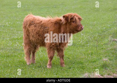 Veau Highland dans pâturage pâturage et à se nourrir sur les terres agricoles séparée seule et unique vache seul sans surveillance dans la zone Banque D'Images