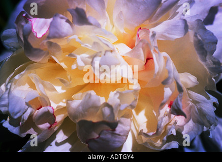 Fleur de pivoine blanche. Gros plan spectaculaire sur les pétales de fleurs ouverts plein format. Image artistique abstraite Banque D'Images