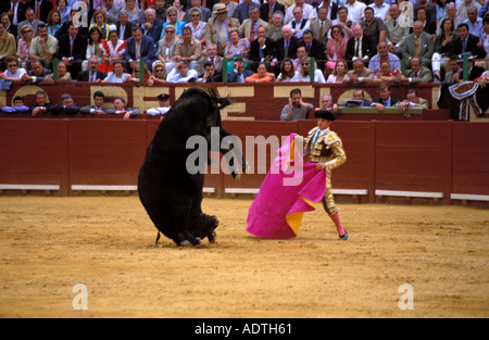 Jerez de la frontera torero el julio observe ses bull n'est un stand de main acrobatique Banque D'Images