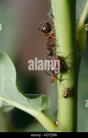 Ant les pucerons de traite. Lachnus roboris ces sommes, une espèce qui vit sur le chêne. L'un des pucerons donne naissance à un jeune vivant. Banque D'Images