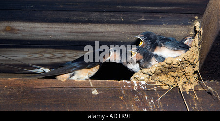 Swallow Hirundo rustica au nid nourrir les jeunes dans la région de farm barn potton bedfordshire Banque D'Images