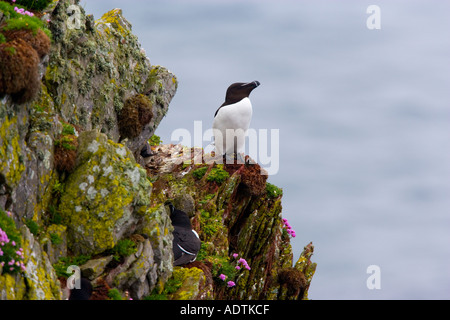 Petit pingouin (Alca torda) perché sur rock ledge avec vue mer dans baqckground skokholm Banque D'Images