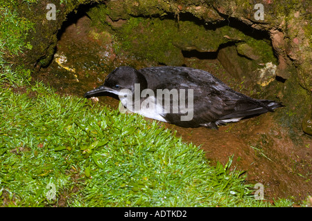 Puffin des Anglais Puffinus puffinus dans burrow skokholm Banque D'Images