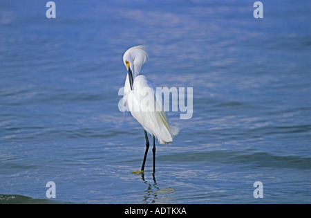 Aigrette neigeuse JN Ding Darling Nature Reserve Sanibel Island FL Banque D'Images