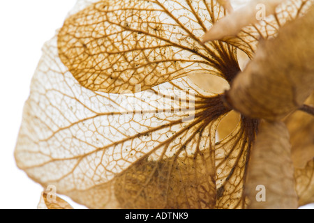 Fleurs séchées Banque D'Images
