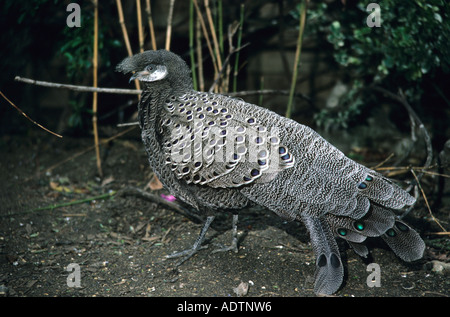 Faisan Polyplectron bicalcaratum paon gris Banque D'Images