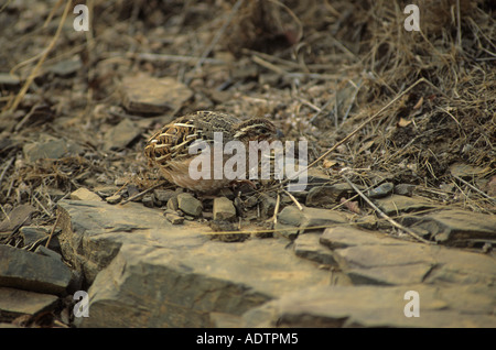 Bush Perdicula asiatica Jungle Caille debout sur rock photographiés en Inde Banque D'Images