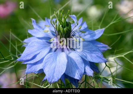 Fleur Bleue de l'été, la floraison des plantes de jardin l'amour dans la brume ou Nigella damascena closeup Banque D'Images