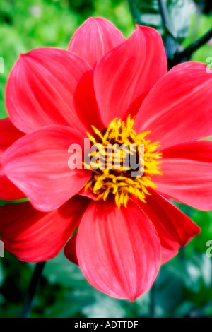 Dahlia rouge fleur avec centre jaune Soft focus Banque D'Images