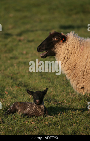 Brebis et agneau dans grass field Banque D'Images