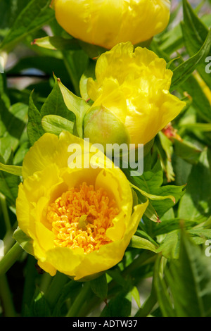 Fleurs jaune d'arbre ou Moutan Peony Paeonia delavayi ludlowii Banque D'Images