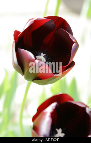 Tulip reine de la nuit Banque D'Images