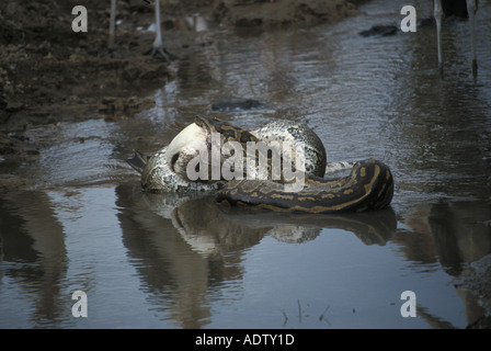 African Rock Python Python sabae avaler un pélican blanc Kenya Banque D'Images