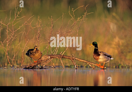 Canard colvert Anas platyrhynchos interaction paire Lake Corpus Christi Texas USA Avril 2003 Banque D'Images