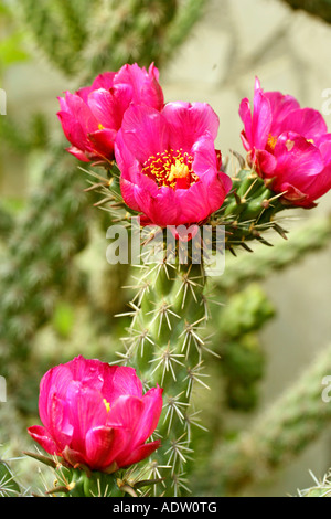 Cholla cactus (Opuntia imbricata) Banque D'Images