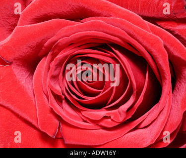 Rose rouge gros plan Banque D'Images