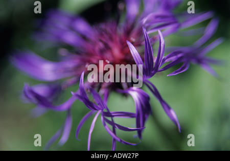 Perenial Bleuet centaurea montana libre de pétales de fleur bleu Banque D'Images