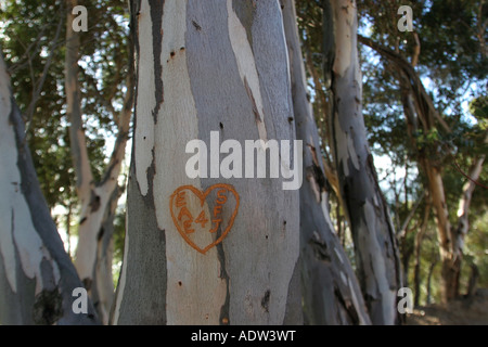 Déclaration d'amour dans un graffiti sur la tige d'un arbre près de blue gum Banque D'Images
