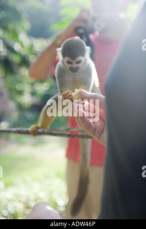 Saimiri sciureus singe-écureuil commun Île Fungu Surinam en tenant un morceau de banane de l'un des visiteurs du camp Banque D'Images