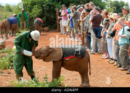 Un jeune veau éléphant bouteille d'être nourris avec du lait à l'Orphelinat de David Sheldrick près de Parc National de Nairobi Kenya Banque D'Images