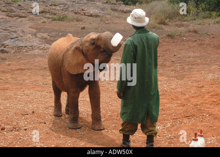 Un jeune veau éléphant d'être nourris avec du lait en bouteille un gardien à l'Orphelinat de David Sheldrick près de Parc National de Nairobi Kenya Banque D'Images