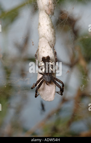 Cyrtophora citricola (spider femelle : Araneidae) garde son string d'ovisacs dans son site web, au Ghana Banque D'Images